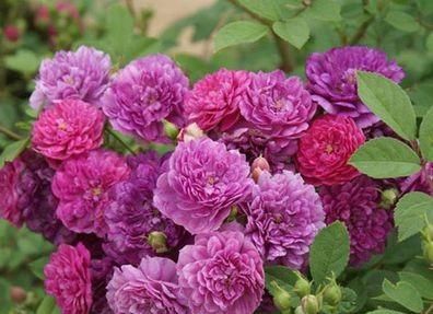  「卉喜欢」要想让我们喜欢的花卉“枝繁花茂”，就要掌握养护技巧，花卉美艳