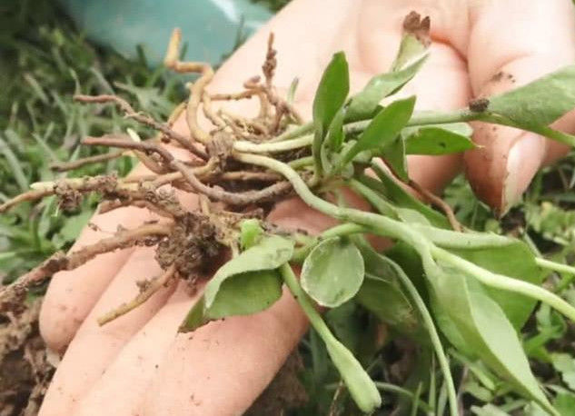 农村一种“天价”野菜，一斤要卖上百块，还是稀罕物，你认识吗？