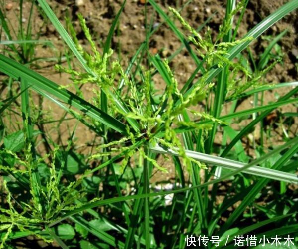 田间:它叫香附子,是田间珍贵野生草药,别再当杂草了,早知早受益!