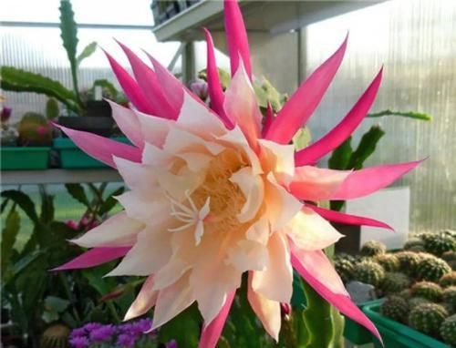  『令箭荷花』6种“荷花”，不用水只用土，开花一茬接一茬！