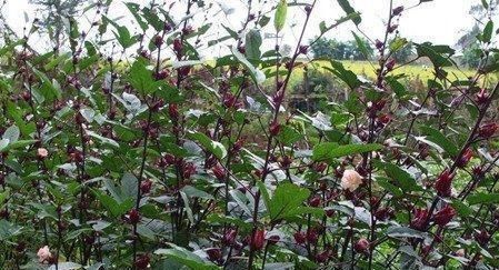  玫瑰：玫瑰茄，又名洛神花，花十分美丽，有“植物红宝石”的美誉