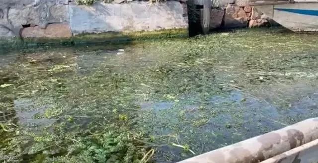曝光！阳澄湖的水！超千家农家乐无照经营违规排污