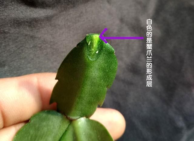  『嫁接』真正的养花人小齐，教你仙人掌嫁接蟹爪兰，你还用发愁嫁接不活吗