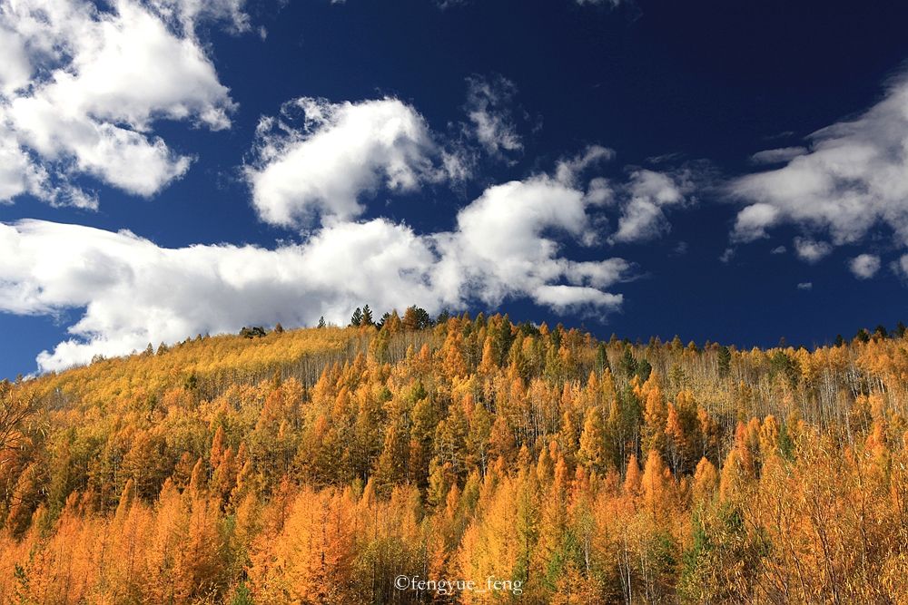 大兴安岭特大火灾澳洲火灾