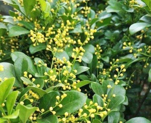  三角梅■选花，别错过这几种“开花机器”，养殖省心