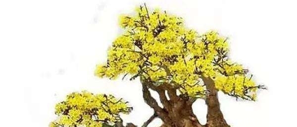  『新品种』如何选择迎春花盆景素材