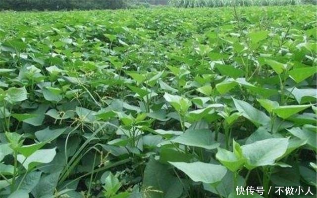  #红薯#红薯的产量太低，注意这几点，每棵都能结满