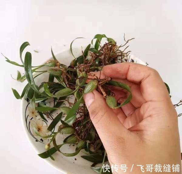  「极品」过去卖白菜价，如今野生已不多见，煲汤是极品，消费者