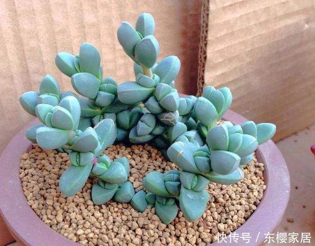 『海棠』养多肉不能多浇水?盆栽鹿角海棠做到3点,''水罐子''越长越旺