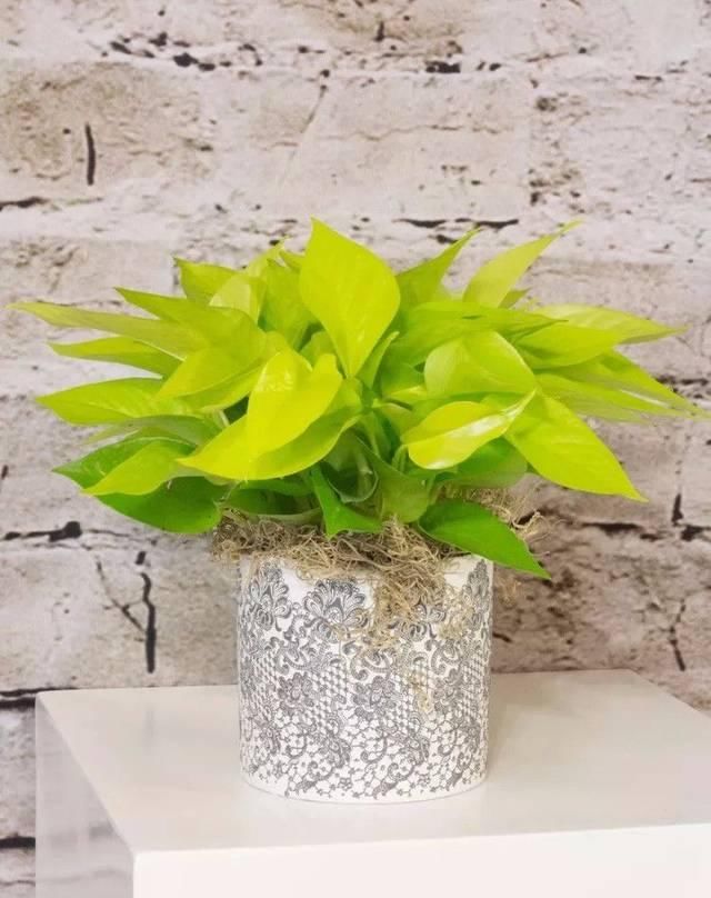  『精致』这些植物都可养在墙上，变精致的垂直植物景观，都可养在室内