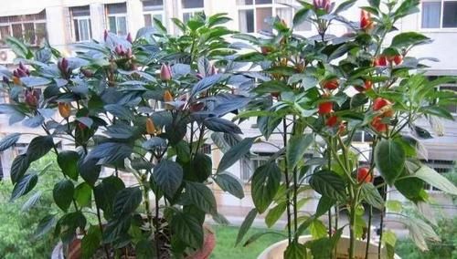  挂果■阳台种辣椒，就种“烈性子”，一棵挂果200多，五颜六色比花美