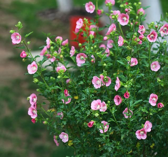  「机器」阳台养盆它，公认的开花机器，一年能开8个月，随便养养就爆盆