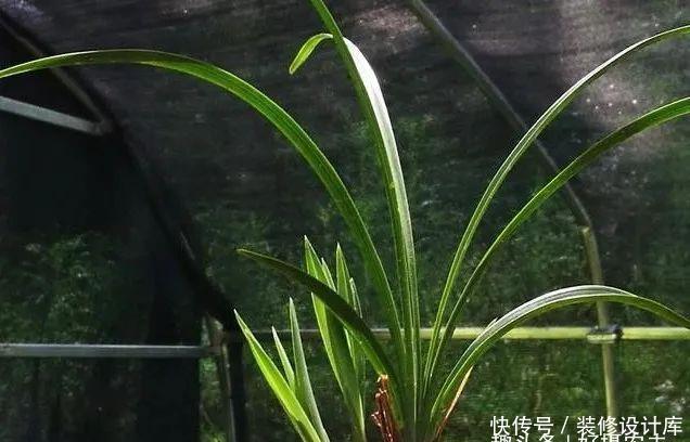  【最怕】兰花服盆期最怕什么？秒懂什么是退草，兰花成活不是问题