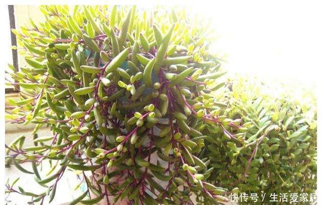  [箱养]一周长出五片叶，紫玄月“挂着养”，长到2米只能放在泡沫箱养