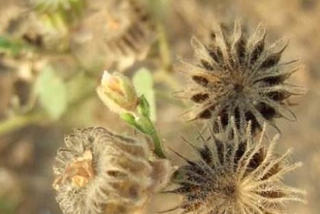 「杂草」这种植物你认识吗?看似是“杂草”,其实用途有很多!