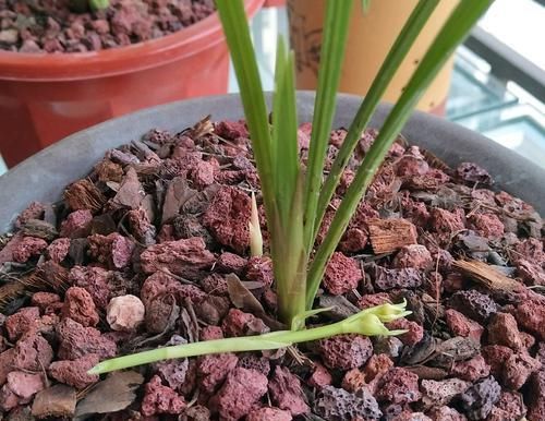 『叶芽』后陇兰花苗的花芽和叶芽一起冒?作为负责人的男人,还是选择保大
