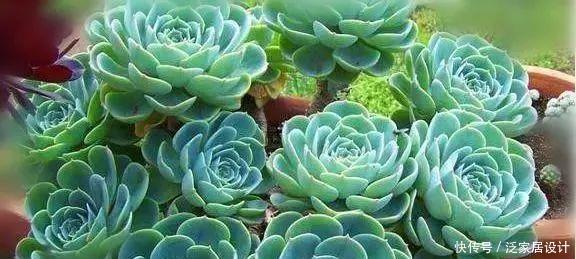  种植经验■多肉玉蝶养活不难，养美要下一番功夫