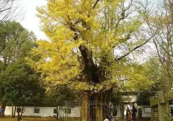 出发 | 金秋十月，这5个地方藏着中国最美的秋色！