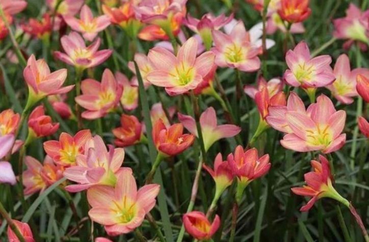 『耐热』1种“小兰花”,耐热耐寒又耐旱,开花多花朵美,一盆开花100朵!