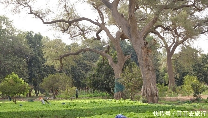 韩国成首个“0”出生率国，最高国却在非洲，三毛笔下最文艺
