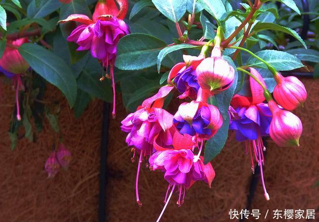  『彩色』“灯笼花”怎么养，注重4点技巧，花色鲜艳如彩色“灯笼”高高挂