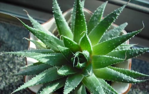  「花杆」芦荟开花后花杆怎么处理