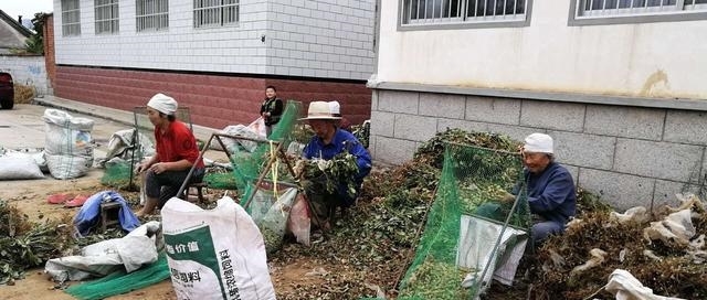  自制@农民自制打花生神器，86岁农村婆婆身手矫健！高手在农村