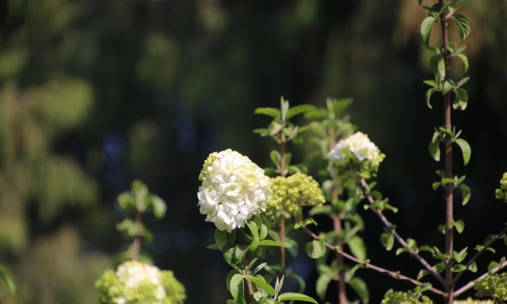  『绣球花』百花争春，绣球花也不堪寂寞