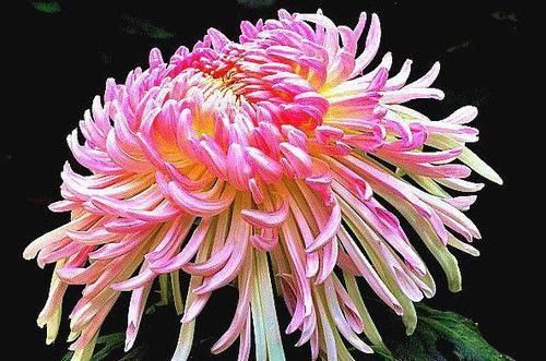  内轮花瓣@爱上菊花，就养菊中珍品，五彩缤纷多姿多福，似佳人起舞，美极了
