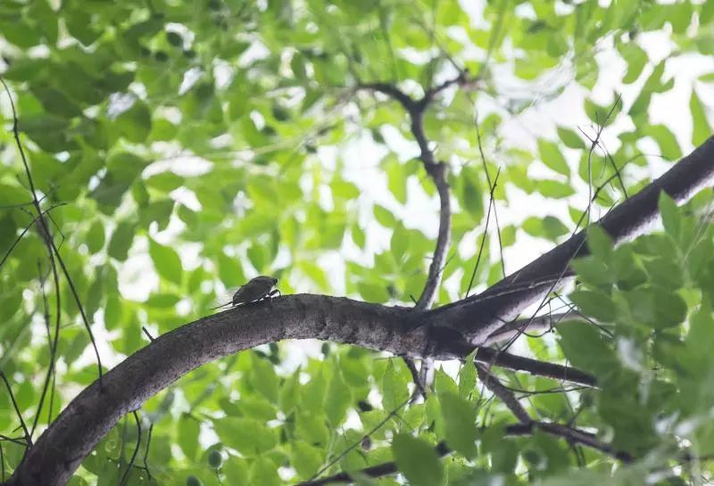不是谣言！杭州最近这东西多到成灾，跪求吃货出手！