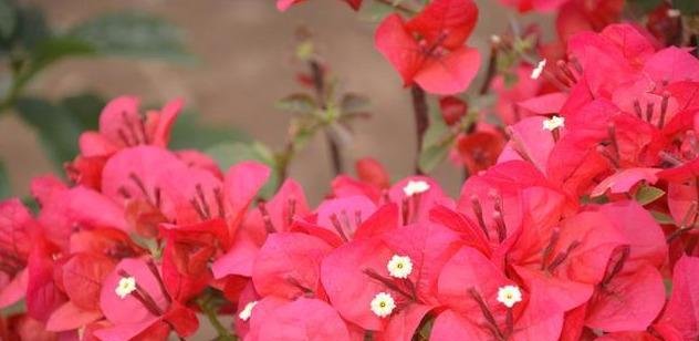  花开满@学着给“三角梅”剪几刀，花开满盆，连“叶子”都隐身啦！