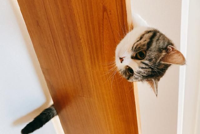  「有趣」超有趣的“变脸猫大赛”，猫看后自己都笑了……