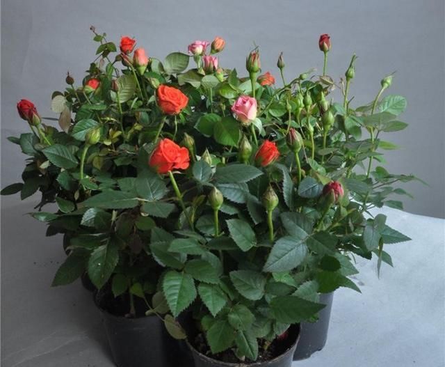 家里■家里有这“4种花”,4月多晒一晒,叶片绿、开花旺,植株抗性强!