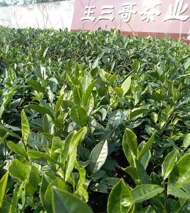  农村：本人在农村有一个茶叶新品种怎么找销路？