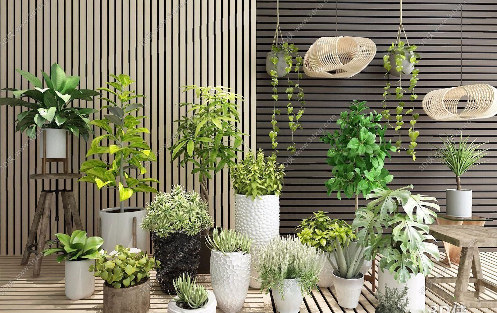  叶类：家庭绿植这样养护，四季常青