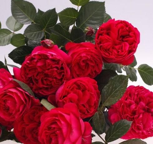 艳丽■喜欢养花花,就养“优雅妖娆艳丽”的花卉,花量大,花期长,妩媚