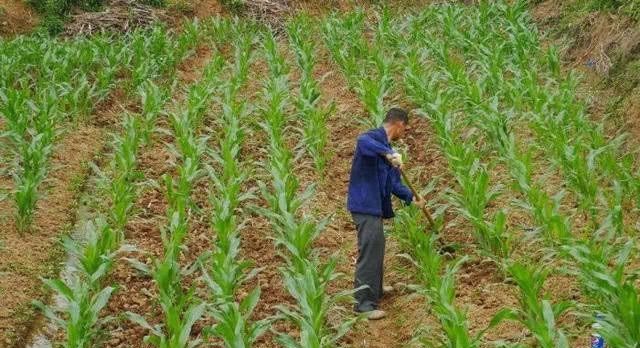 农民能私自买卖土地吗？如果出现，该怎样处理？老农们该看看