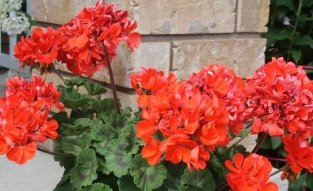  『花苞』开花前，让天竺葵“缓一缓”，花苞才能钻得快，花开“一大盆”