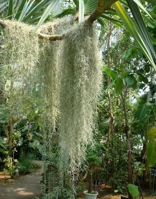  附生植物：植物能“自由”成什么样？教你几种“不要土”的附生植物...