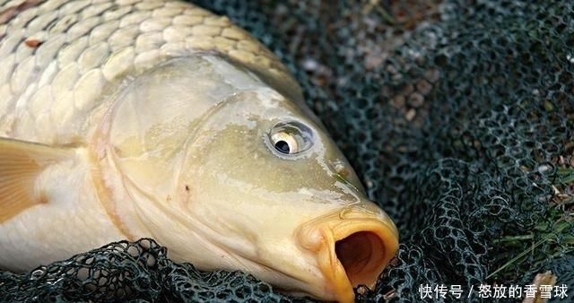  「忍不住」鲤鱼太狡猾不咬钩?下次记得用上这招,它再狡猾也会忍不住咬钩