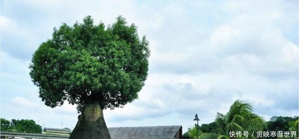 这种树一棵储水12吨，在沙漠中能救人，我国引进后现状让人无语