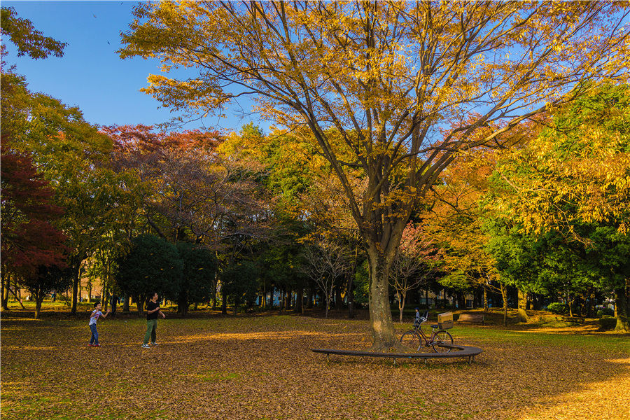日本秋色 红叶正当时