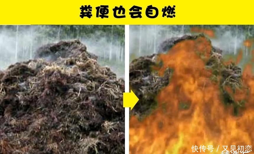  『鹦嘴鱼』关于便便，你所不知道的7个冷知识