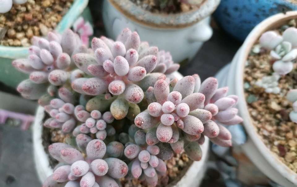 「浇错」5种花就怕乱浇水,浇错了不是黄叶就是烂根,更别指望开花了!