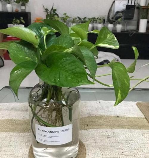  『过程中』水培花草植物该注意哪些细节？明确3个条件，养一盆旺一盆