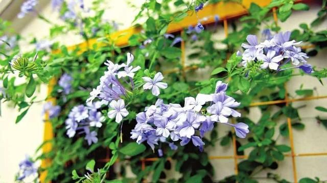  『家里』想要养花这3种花,必须要有“垂落感”,家里处处像世外桃源