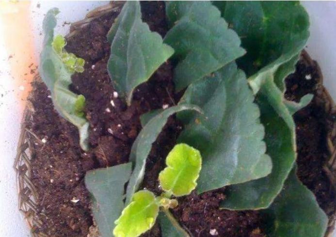  『茉莉花』4种花插土里就活，10天就生根，一年开花200多天，新手也能养好！