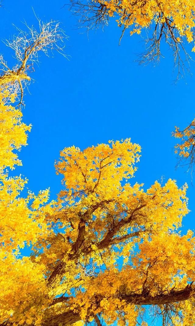 推荐|额济纳,她的美只有20多天,错过再等一年