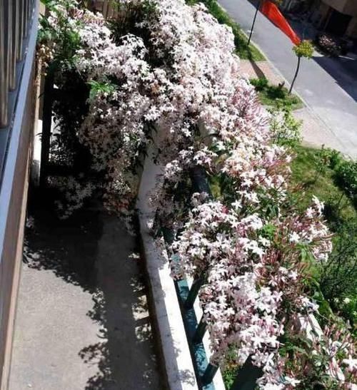  #不想#教你这样养花，阳台再小也能养，转身就变大花园，简直不想出门了