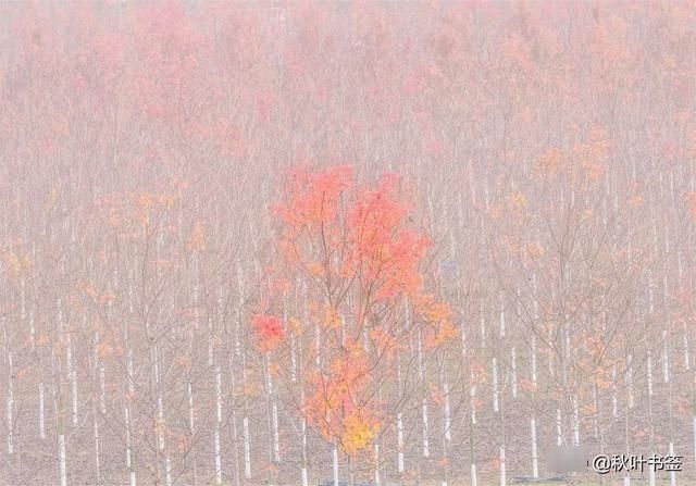 2019杏会邳州｜巩伟鸣邳州美景摄影作品欣赏